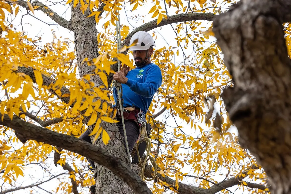 Skilled Tree Planing crew working in Luverne